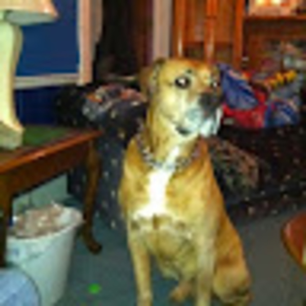 Meet your Posher, Kira